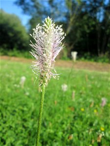 Mittlerer oder Weide-Wegerich (Plantago media) an der Saar in Saarbrücken