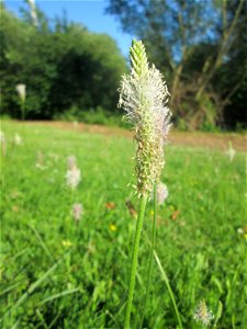 Mittlerer oder Weide-Wegerich (Plantago media) an der Saar in Saarbrücken