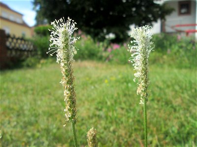 Mittlerer Wegerich (Plantago media) in Fechingen
