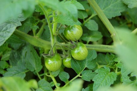 Vegetable garden vegetables food