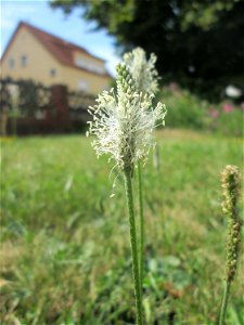 Mittlerer Wegerich (Plantago media) in Fechingen