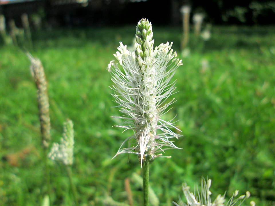 Mittlerer Wegerich (Plantago media) am Staden in Saarbrücken