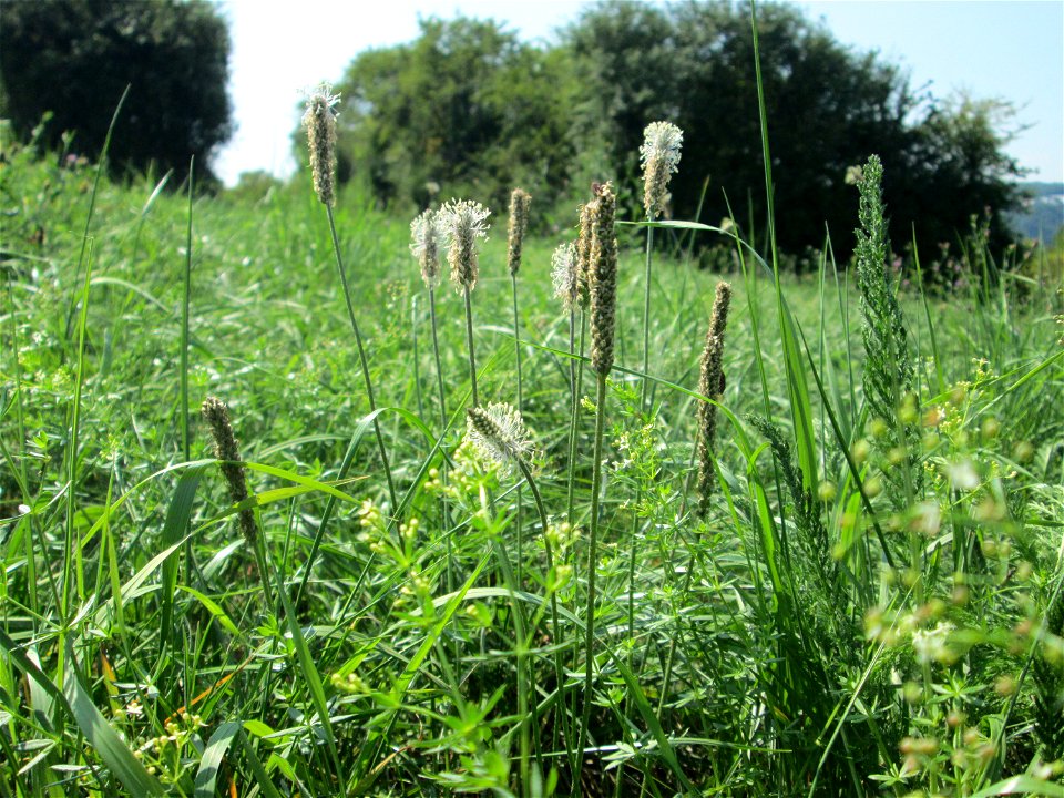 Mittlerer oder Weide-Wegerich (Plantago media) auf einer Streuobstwiese oberhalb von Güdingen