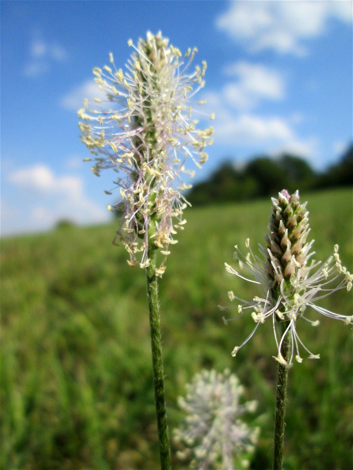 Mittlerer oder Weide-Wegerich (Plantago media) im Naturschutzgebiet Birzberg