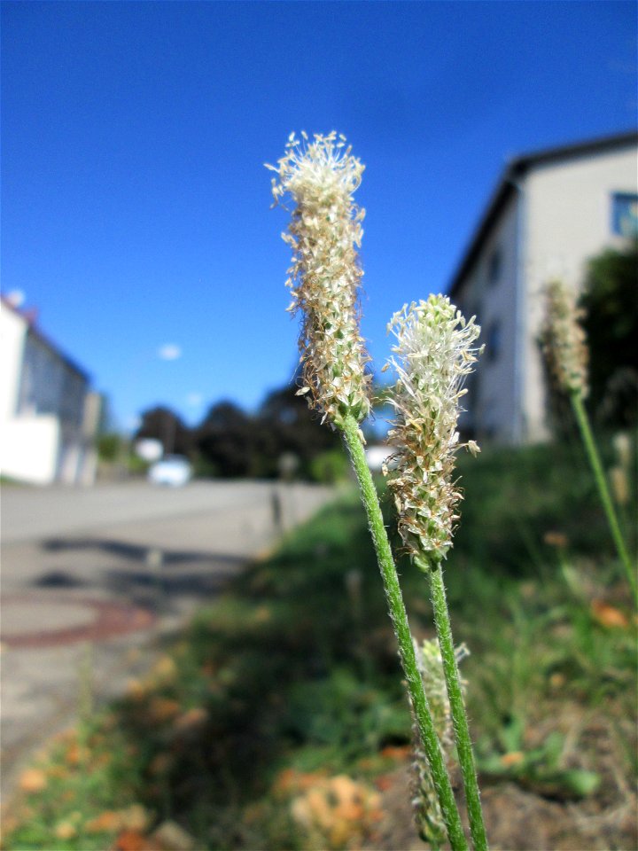 Mittlerer Wegerich (Plantago media) in Bischmisheim