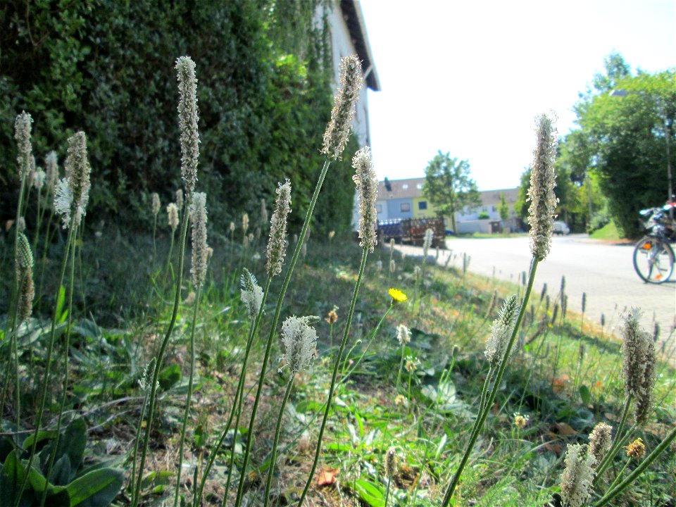 Mittlerer Wegerich (Plantago media) in Bischmisheim