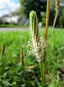 Mittlerer oder Weide-Wegerich (Plantago media) in Güdingen-Unner