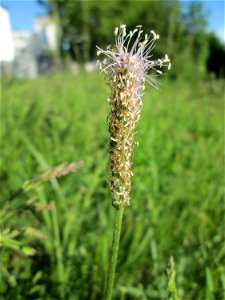 Mittlerer Wegerich (Plantago media) am Staden in Saarbrücken