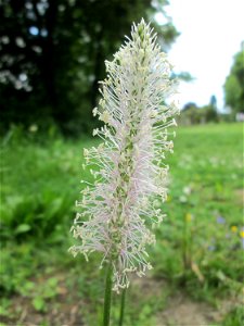 Mittlerer Wegerich (Plantago media) am Staden in Saarbrücken