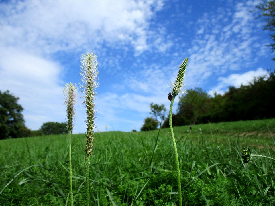 Mittlerer oder Weide-Wegerich (Plantago media) oberhalb von Güdingen