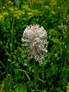 Plantago media (Plantaginaceae). Mont d'Amin, NE, Suisse.