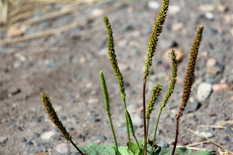 Chinese plantain (Plantago depressa)