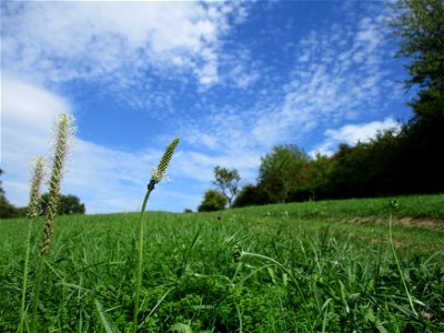 Mittlerer oder Weide-Wegerich (Plantago media) oberhalb von Güdingen