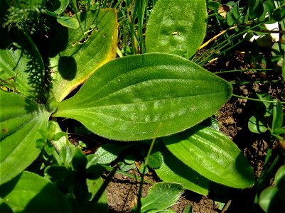 Plantago media (Plantaginaceae). Mont d'Amin, NE, Suisse.