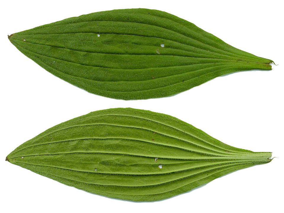 Plantago media leaves. Originally photographed or scanned by Heinz Amberger and uploaded on Wikimedia Commons as File:Wegerich.jpg. I (the uploader, nonenmac) rotated each of the leaves so that the li