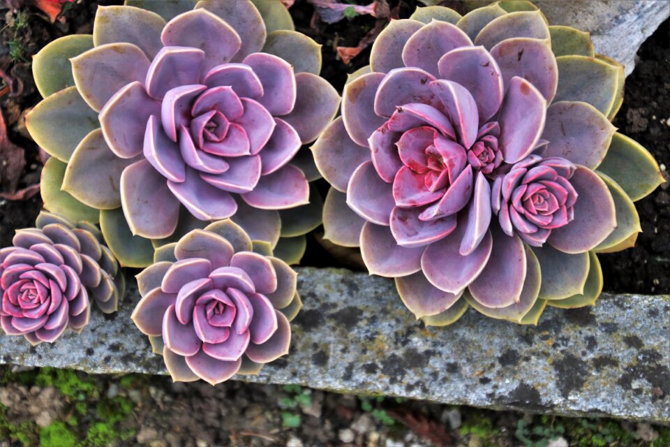Oct natural plant