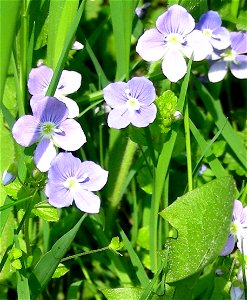 weed in lawn