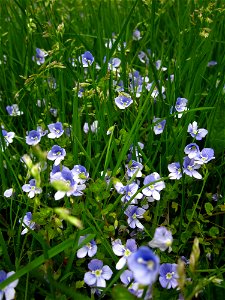 Veronica filiformis (speedwell) naturalized in a lawn.  Picture taken mid April in British Columbia's Fraser Valley.