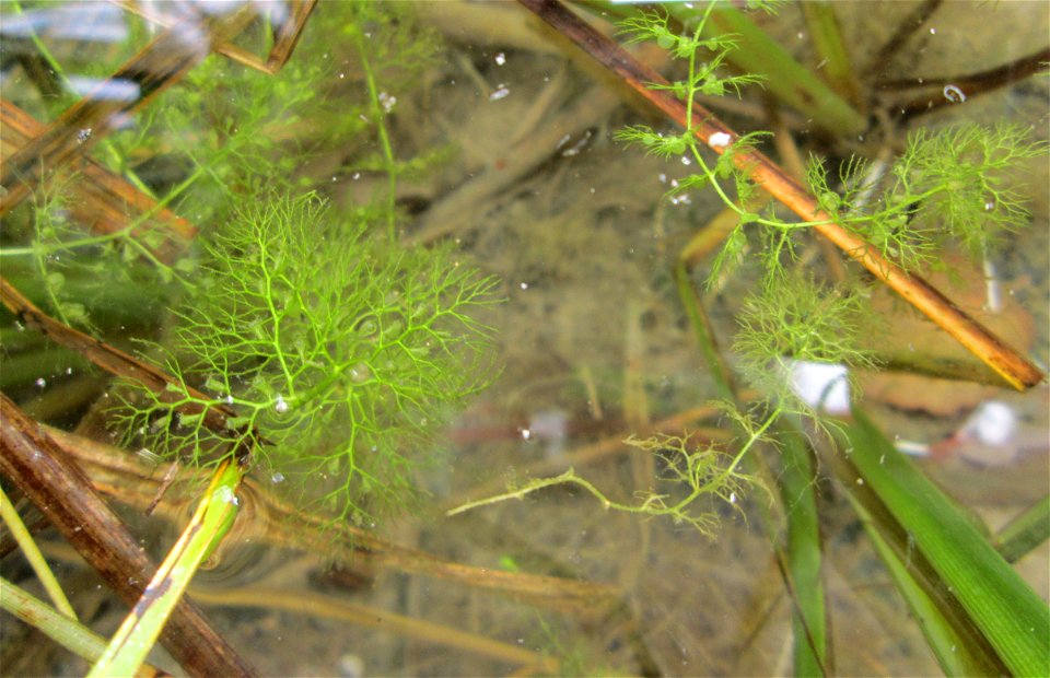Gewöhnlicher Wasserschlauch (Utricularia vulgaris) im Hockenheimer Baggersee in der Schwetzinger Hardt