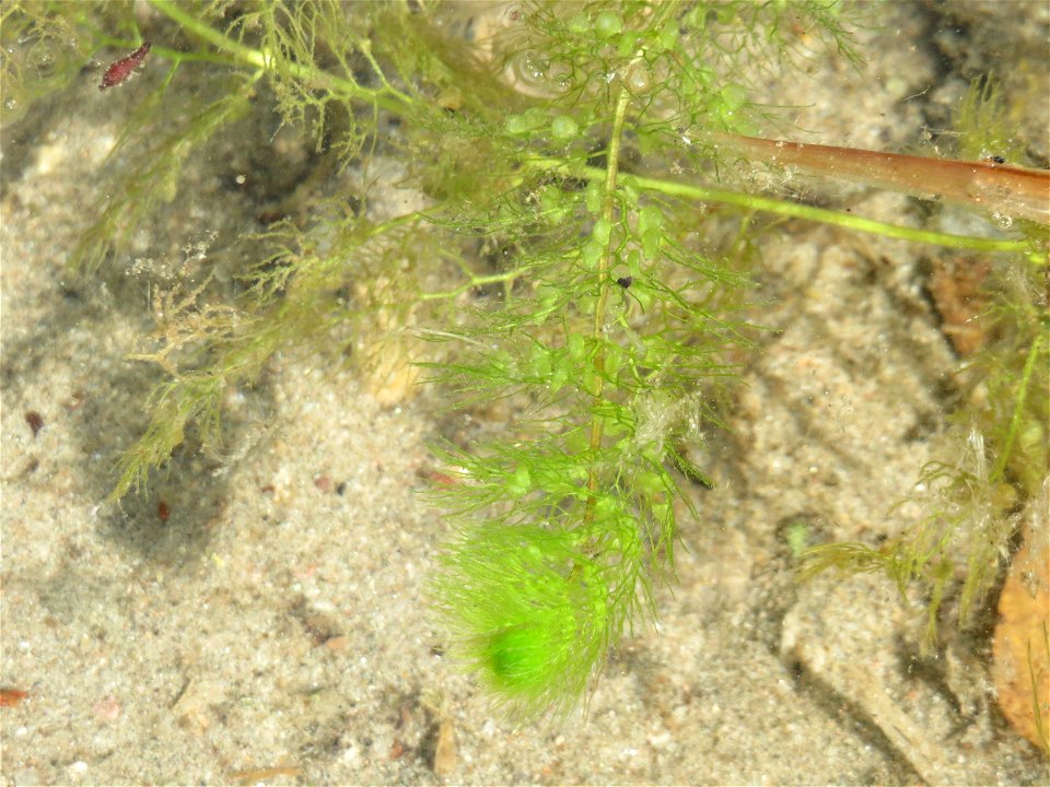Gewöhnlicher Wasserschlauch (Utricularia vulgaris) am Reilinger See