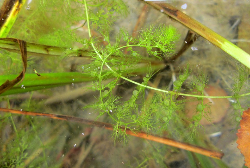 Gewöhnlicher Wasserschlauch (Utricularia vulgaris) im Hockenheimer Baggersee in der Schwetzinger Hardt