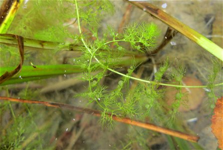 Gewöhnlicher Wasserschlauch (Utricularia vulgaris) im Hockenheimer Baggersee in der Schwetzinger Hardt