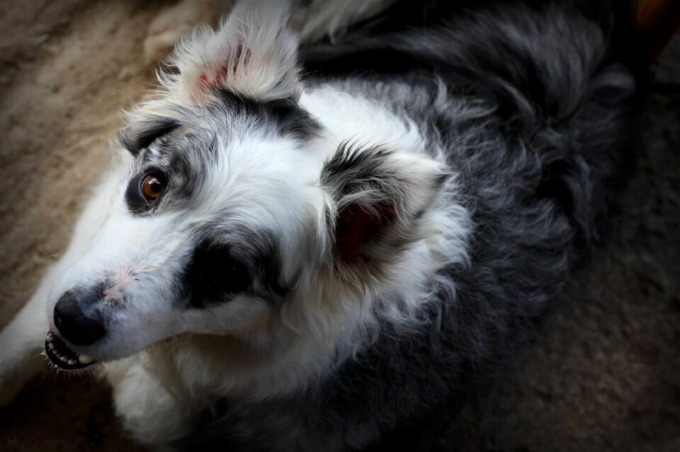 Canine blue merle blue