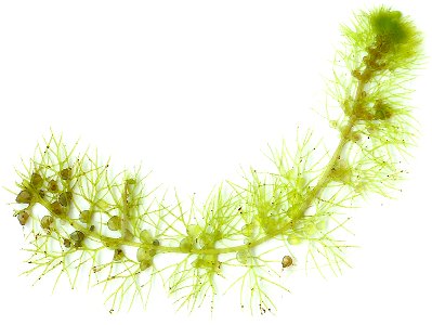 A strand of the common bladderwort, Utricularia vulgaris, from a UK pond. My own photo, for use in article en:Utricularia, produced by placing a bit of bladderwort on a flatbed scanner. For scale, the photo