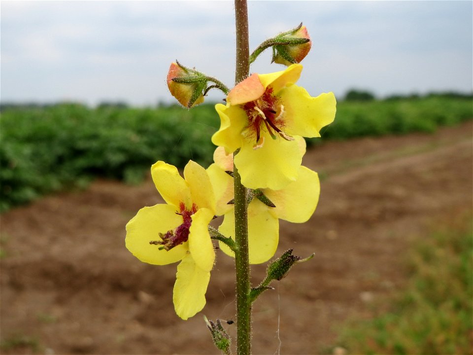 Schwarze Königskerze (Verbascum nigrum) bei Reilingen