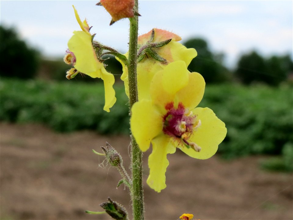 Schwarze Königskerze (Verbascum nigrum) bei Reilingen