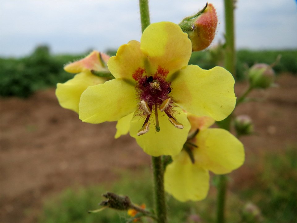 Schwarze Königskerze (Verbascum nigrum) bei Reilingen