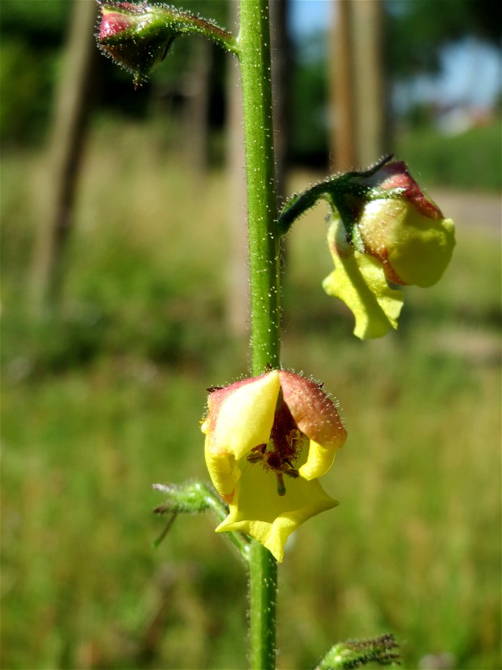 Schwarze Königskerze (Verbascum nigrum) in Hockenheim