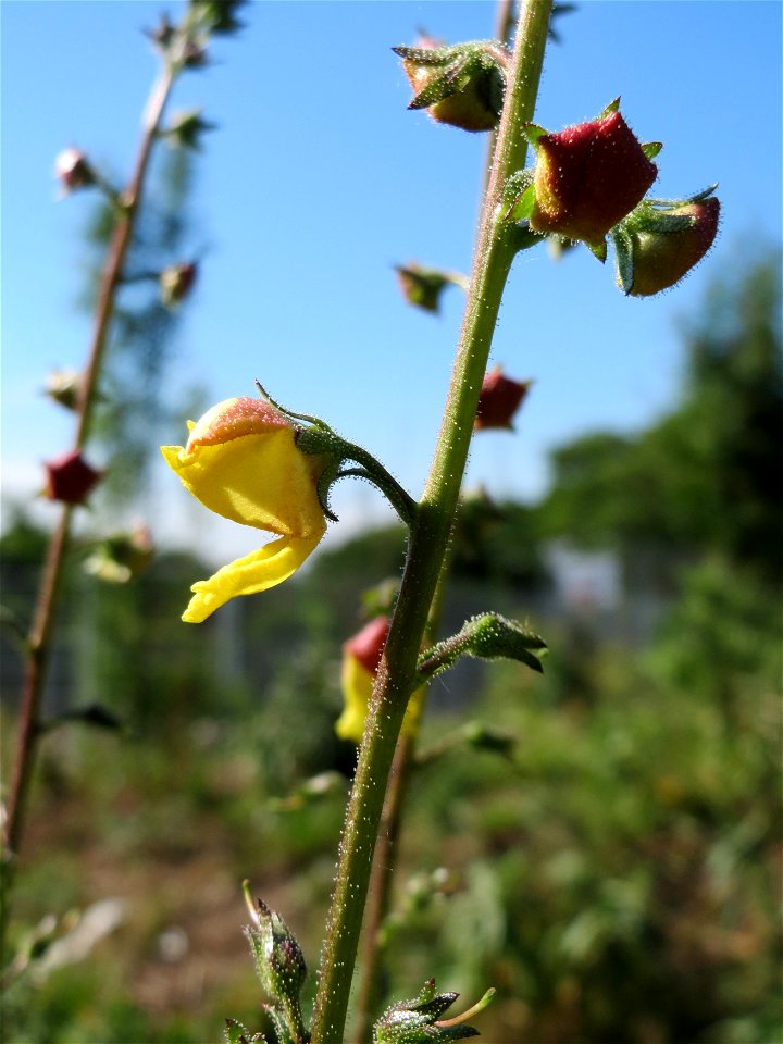 Schwarze Königskerze (Verbascum nigrum) in Hockenheim
