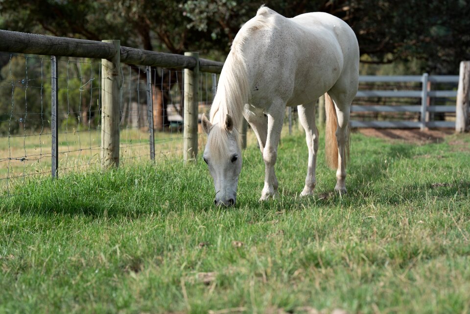 Grey australian pony paddock