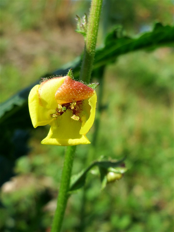 Schwarze Königskerze (Verbascum nigrum) in Hockenheim