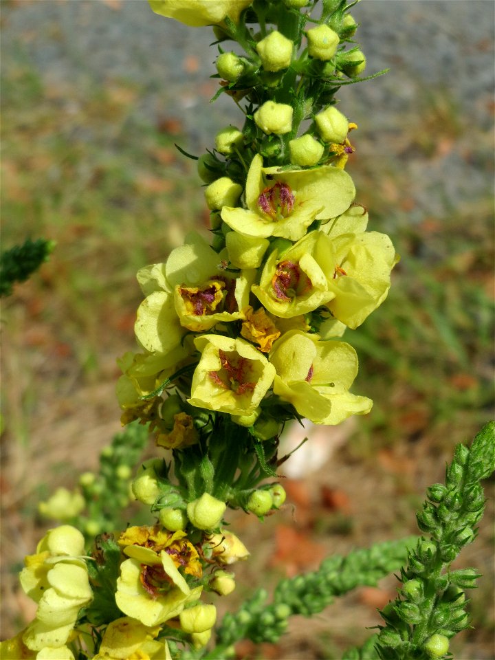 Schwarze Königskerze (Verbascum nigrum) in Bruchmühlbach-Miesau