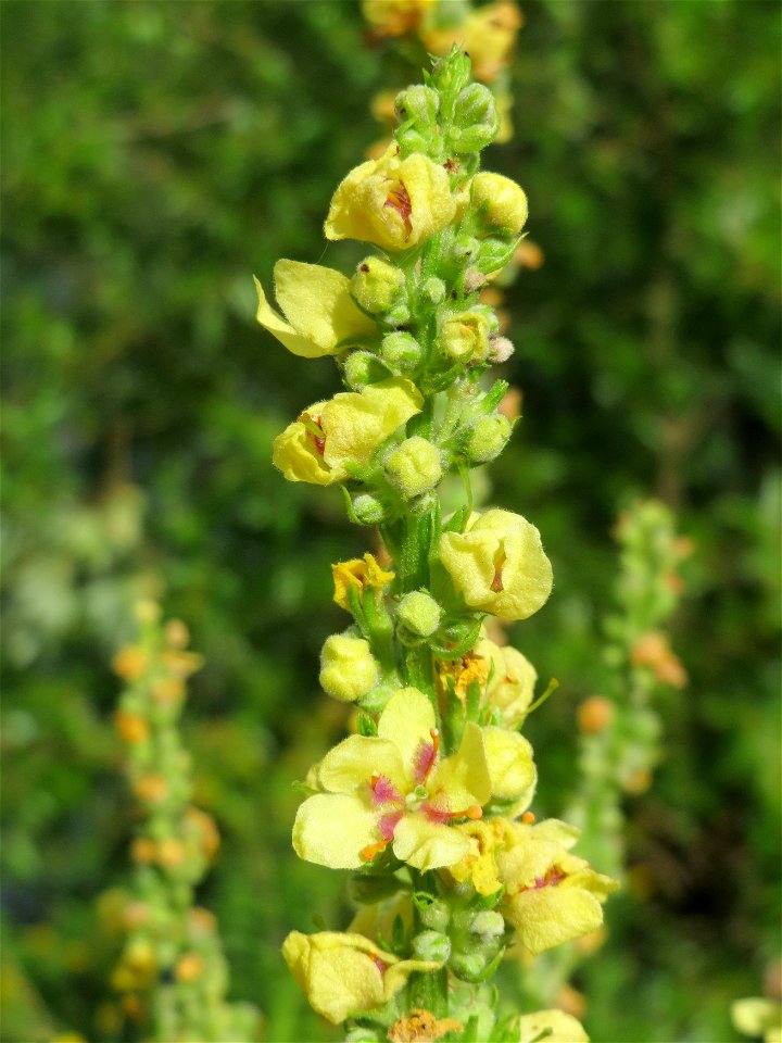 Schwarze Königskerze (Verbascum nigrum) an der Mosel in Cochem