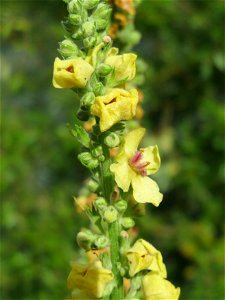 Schwarze Königskerze (Verbascum nigrum) an der Mosel in Cochem