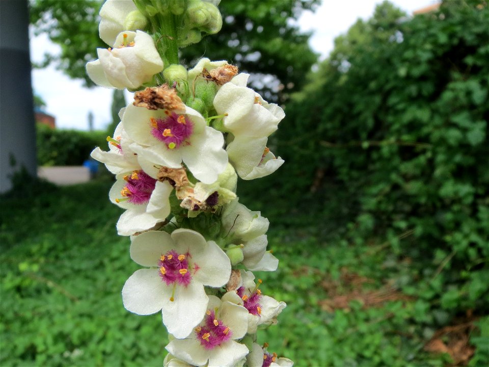 Verbascum × incanum im Gartenschaupark Hockenheim