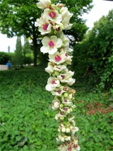 Verbascum × incanum im Gartenschaupark Hockenheim