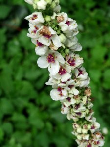 Verbascum × incanum im Gartenschaupark Hockenheim