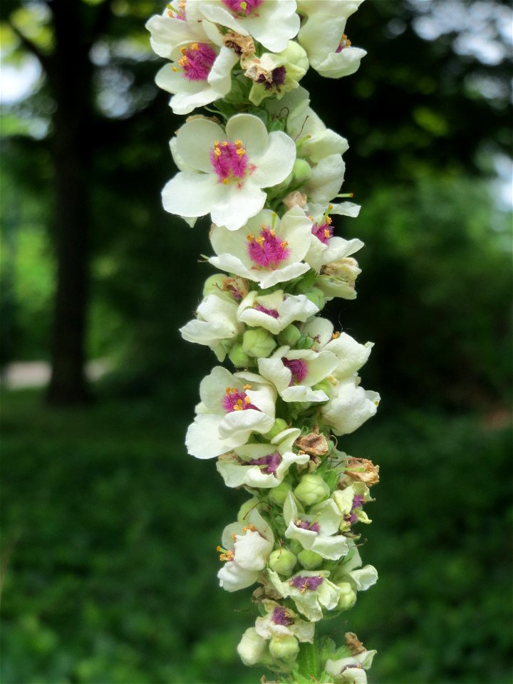 Verbascum × incanum im Gartenschaupark Hockenheim
