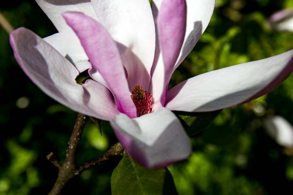 Bloom tree spring
