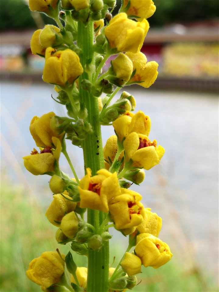 Schwarze Königskerze (Verbascum nigrum) an der Saar in Saarbrücken