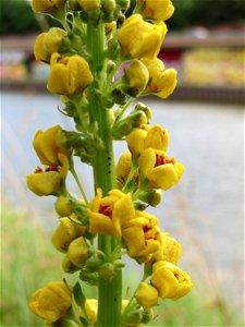Schwarze Königskerze (Verbascum nigrum) an der Saar in Saarbrücken