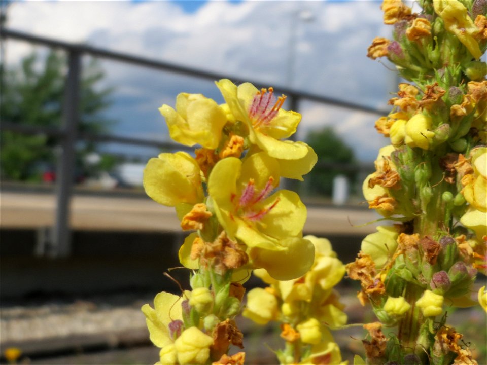 Schwarze Königskerze (Verbascum nigrum) in Bruchmühlbach-Miesau