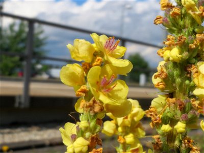Schwarze Königskerze (Verbascum nigrum) in Bruchmühlbach-Miesau