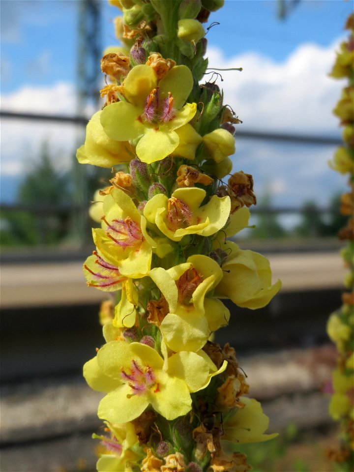 Schwarze Königskerze (Verbascum nigrum) in Bruchmühlbach-Miesau