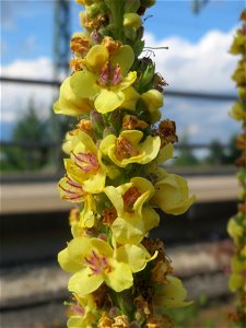 Schwarze Königskerze (Verbascum nigrum) in Bruchmühlbach-Miesau