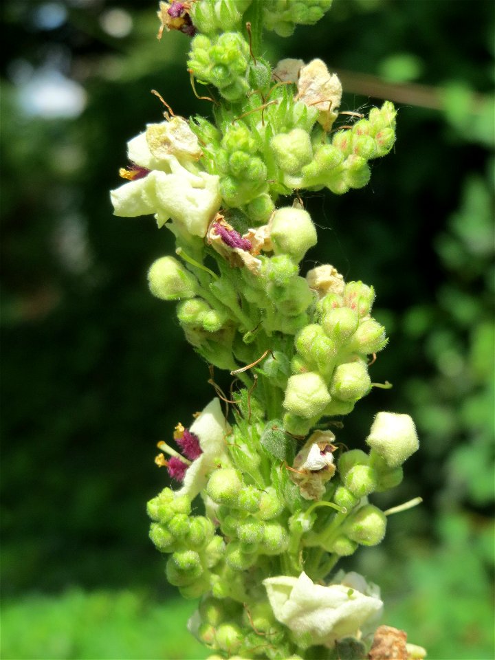 Verbascum × incanum im Gartenschaupark Hockenheim